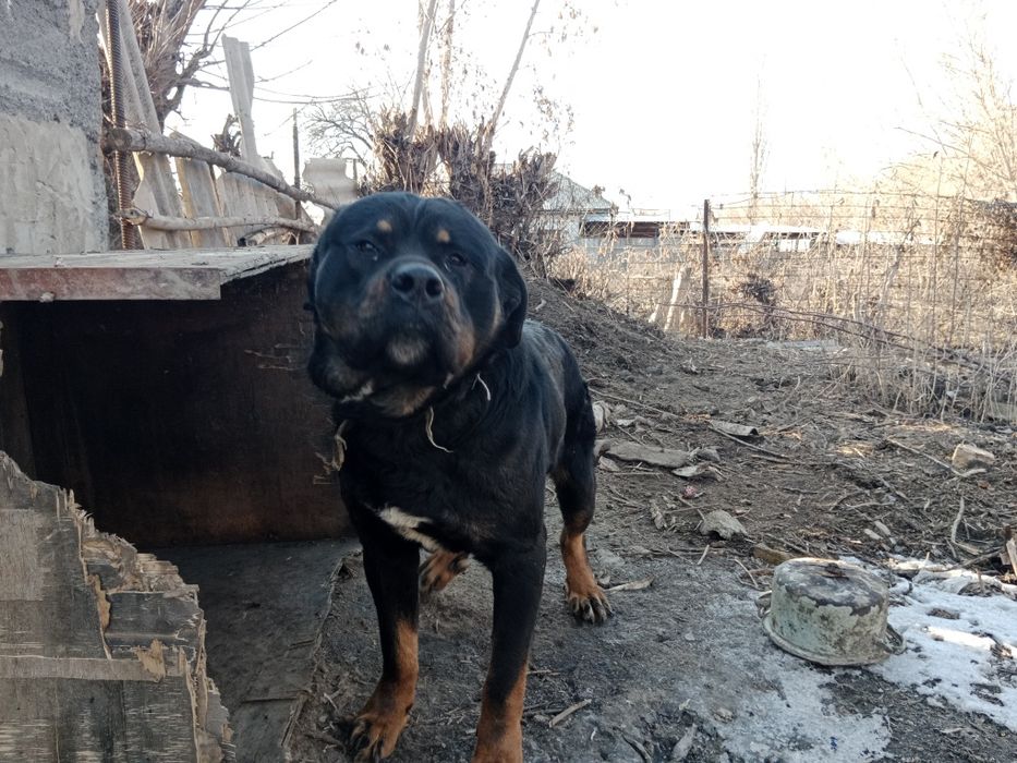 собака Мастиф и Ротвейлер