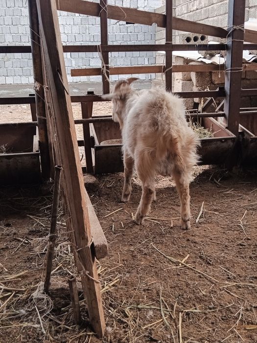 Теке және шыбыштар сатылады.