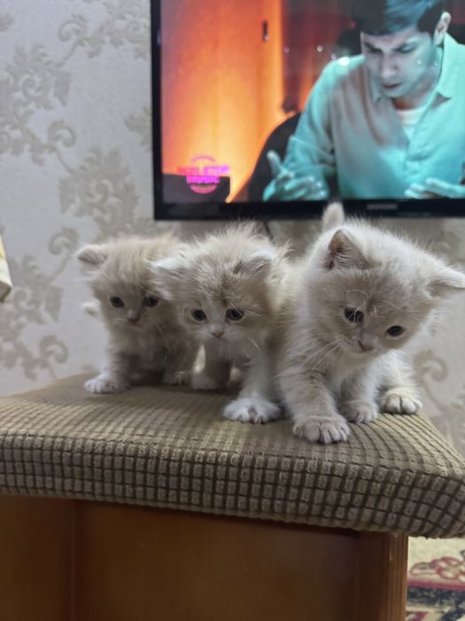 Хайленд страйт сотилади 2 ойлик энди болади