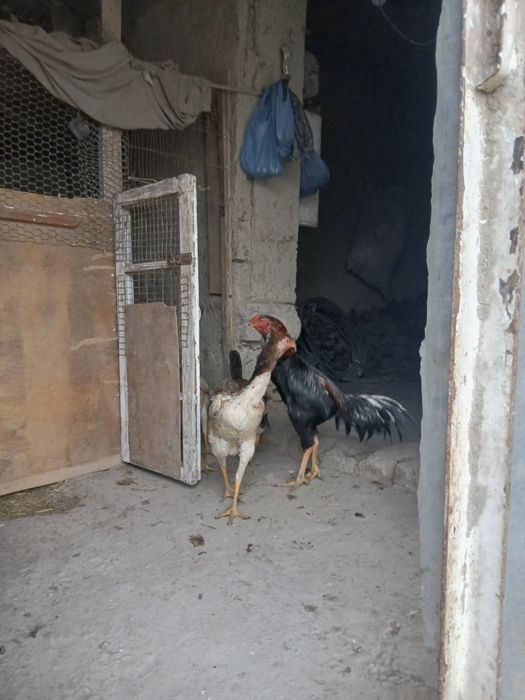 Тухумлар сотилади