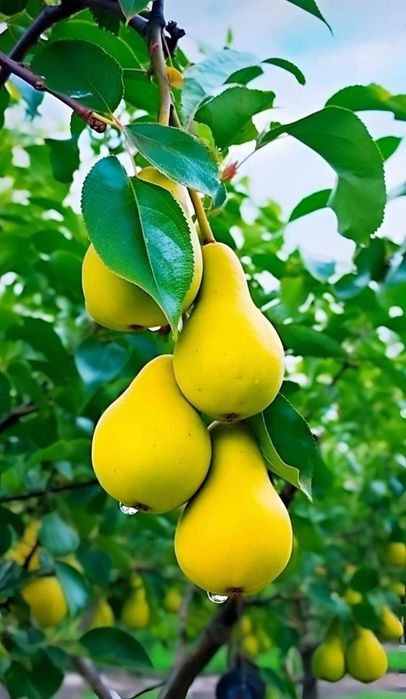 Pomi Fructiferi Columnari PĂR