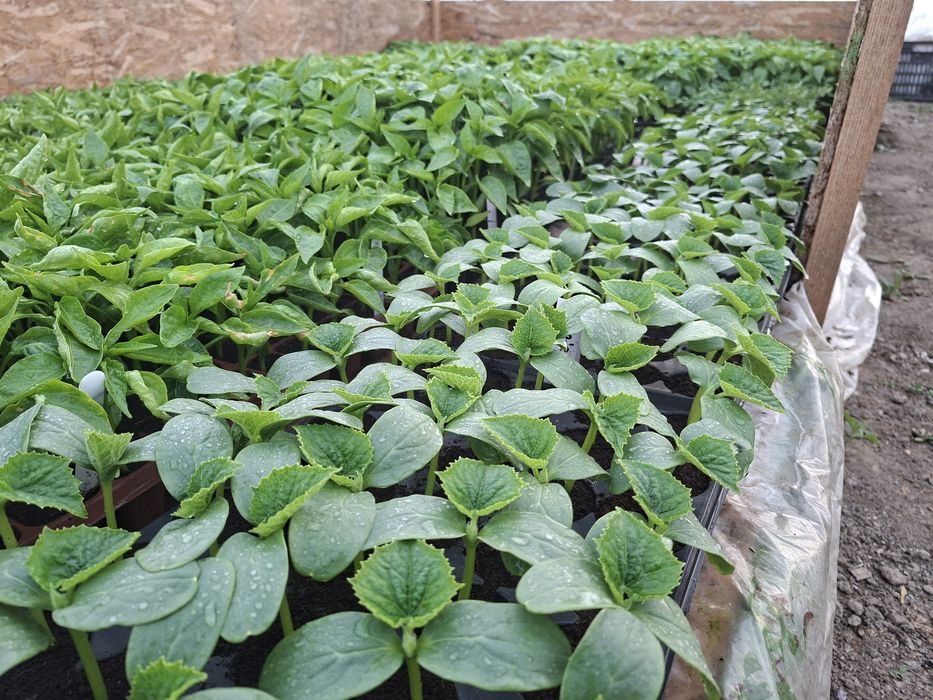 Rasaduri legume productive !