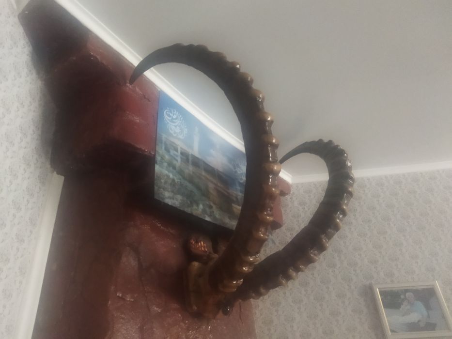 Рога горного барана Архара