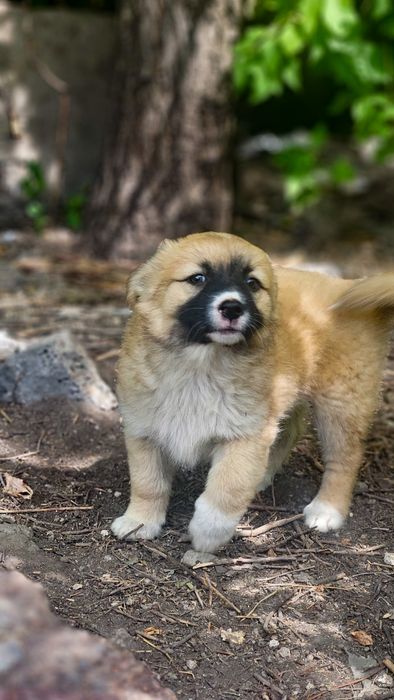 Щенок девочка ищет дом