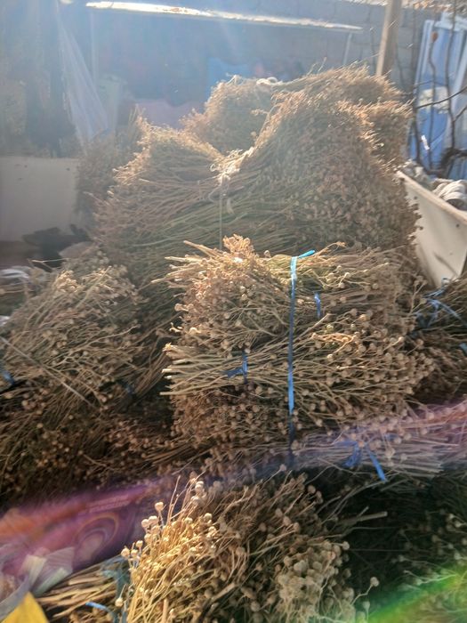 Продаётся исирик