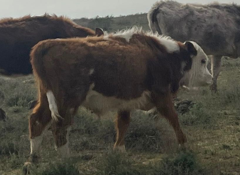 Еркек баспак сатылады