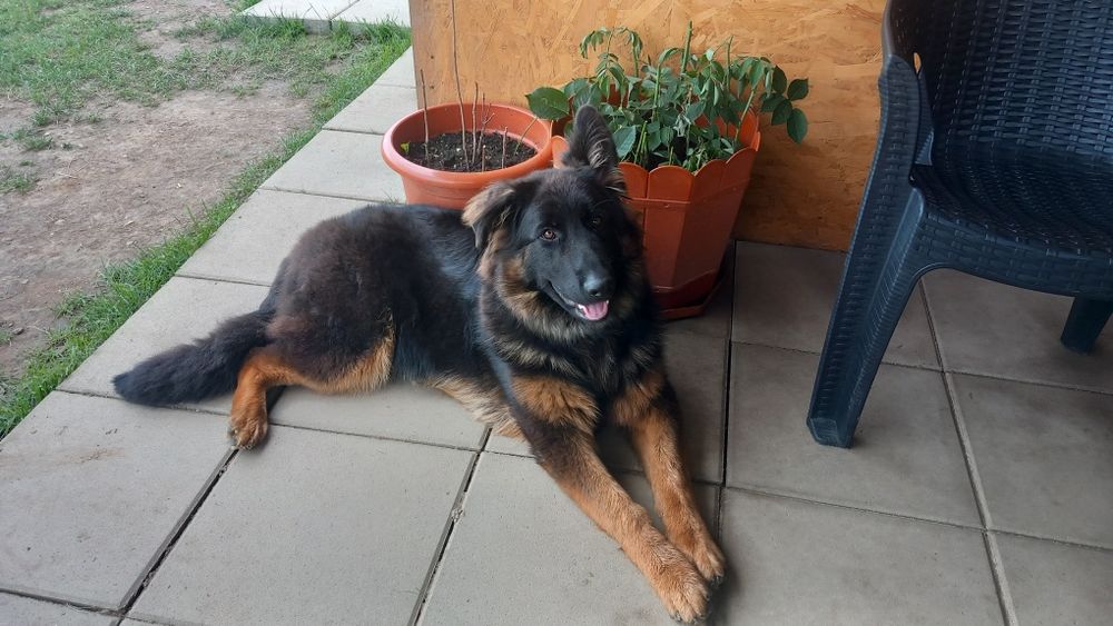 Femela ciobanesc german 8 luni