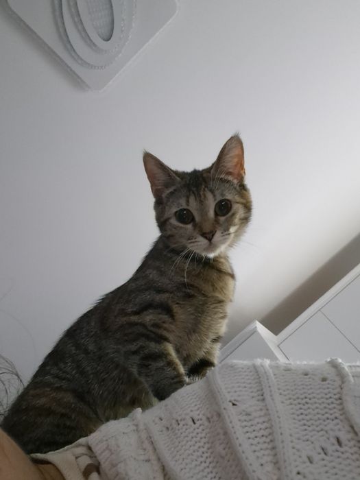 Подарявам  котка