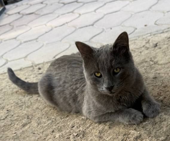 Животные даром в