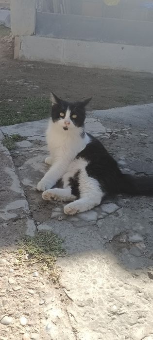 Отдам двух кошечек