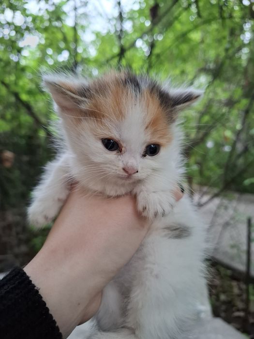 Отдадим котят в добрые руки!