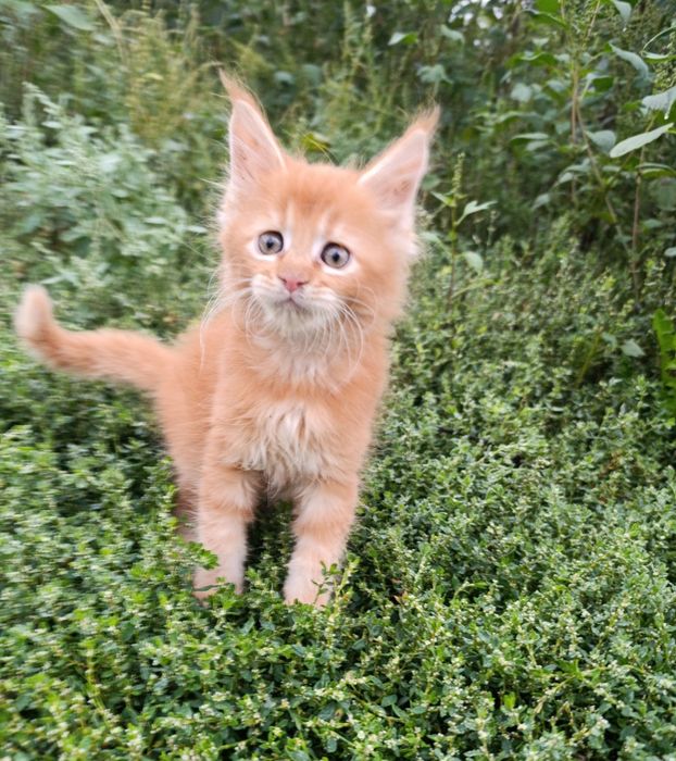 Продам котёнка Мейн-кун