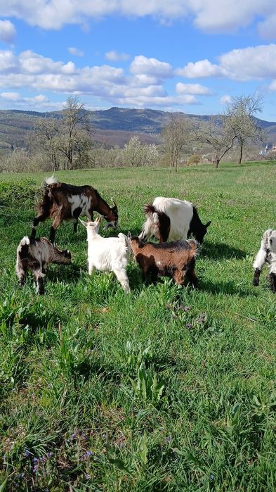 Vand capre sau schimb