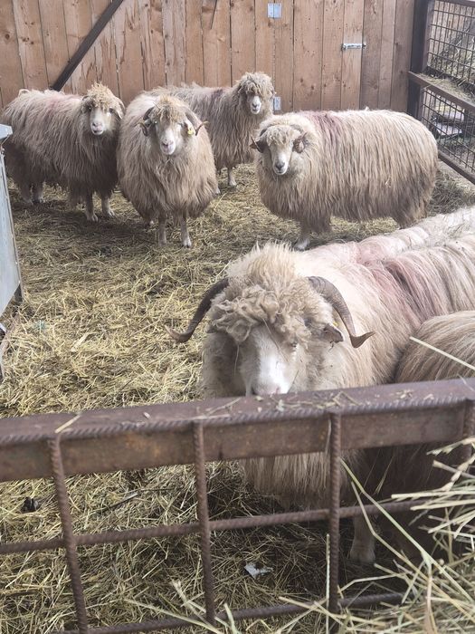 Oi Grase de Vânzare