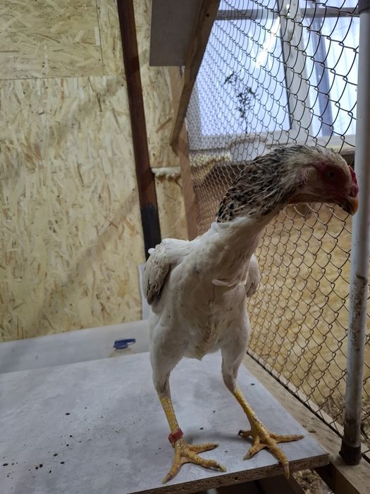 Дакан курица несётся