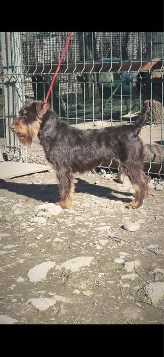 Femela jagd terrier jagdterrier