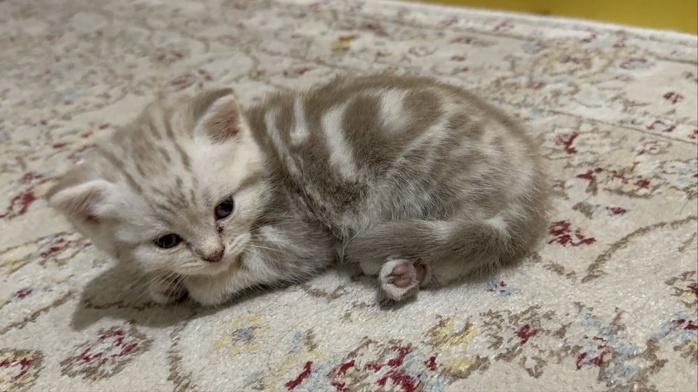 котята  шотланцы