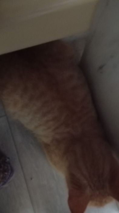 Отдам в хорошие руки кота