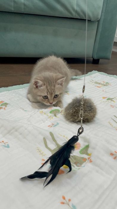 Продам котенка шотландец