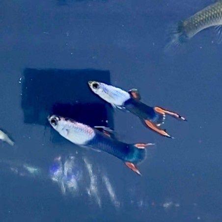 Распродажа рыбки ГУППИ