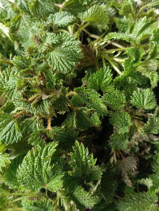 Коприва прясна горска сурова