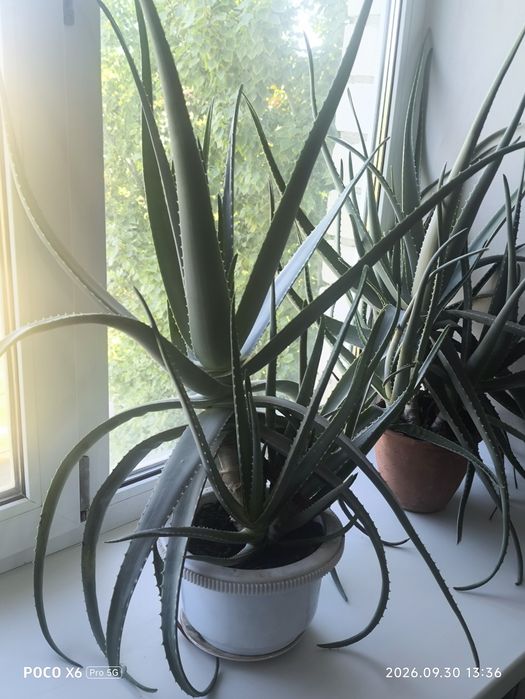 Продам алоэ.  5 летние