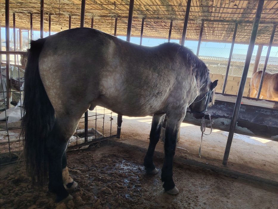 Айғыр 6жасар Айғыр