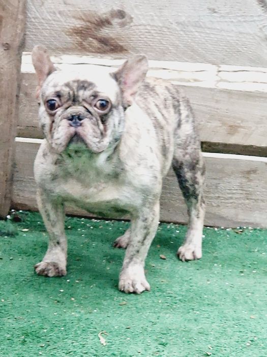 Mascul buldog francez merle