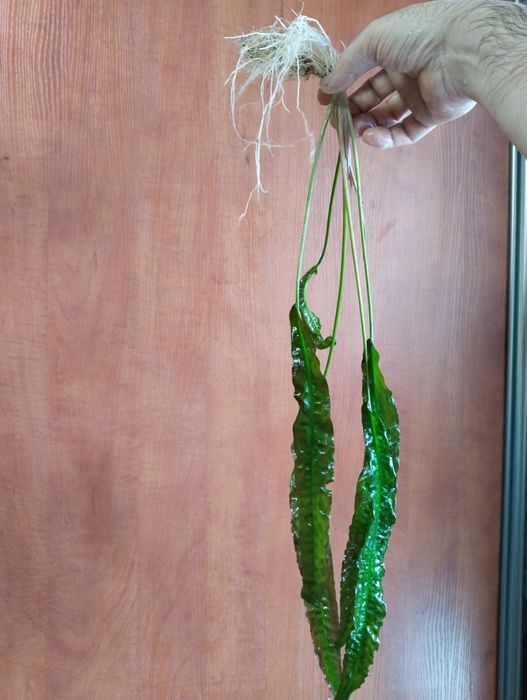 Продам аквариумное растение Криптокарина