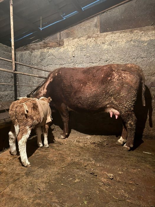 Продам корову с теленком