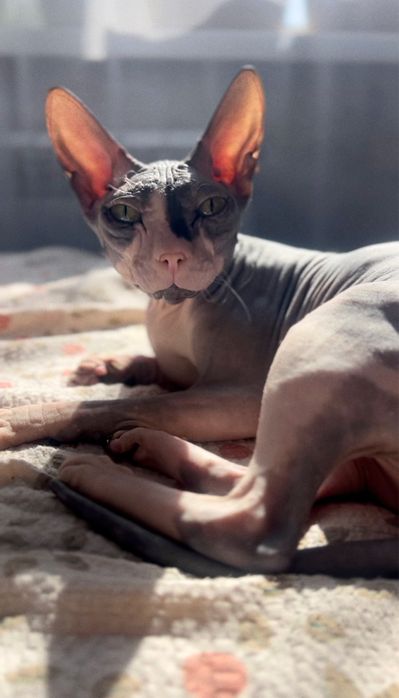 Бронь котят сфинкса