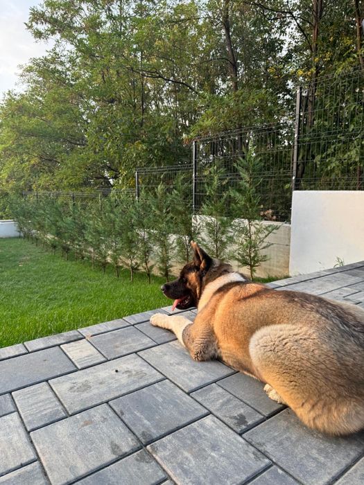 Vand Akita American femela cu pedigree,2ani, parinti campioni nationali