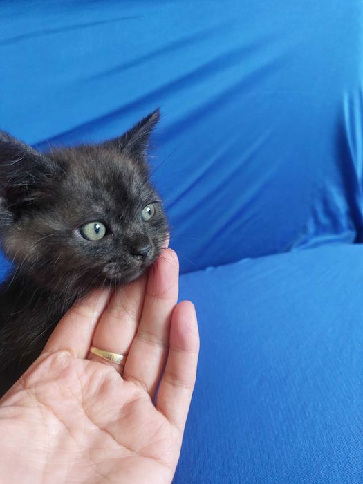 Отдам кота в добрые руки