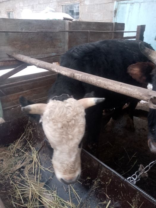 2-х годовалые быки