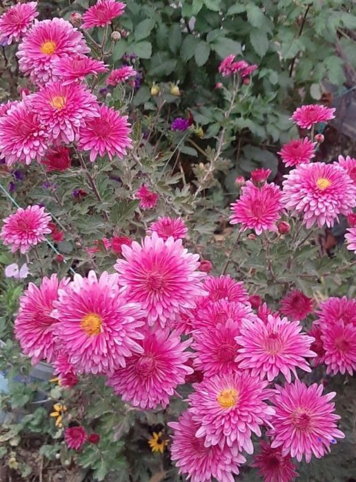 Цветы,    цветы.