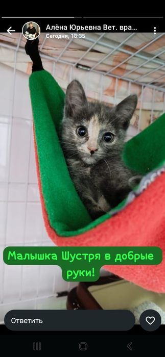 Котята в добрые руки