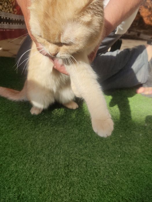 Scottish fold кошка