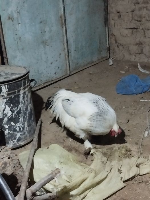 Brama Xoroz sotiladi