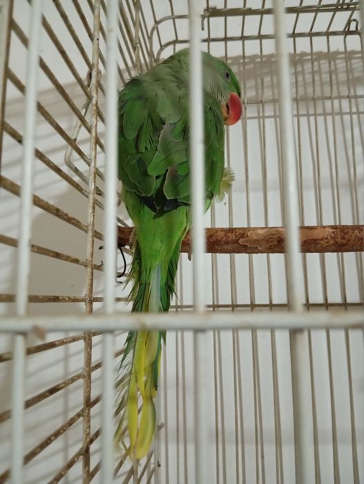 Aleksandr maladoy sotiladi