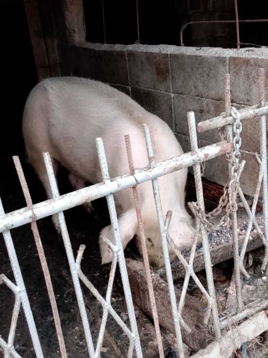 Прасета средни по