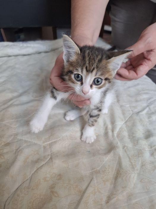 Отдам котят добрый рук