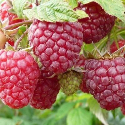 Саженцы Малины сорта "ПОЛЬКА"