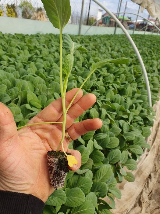 Rasad varza Victoria F1