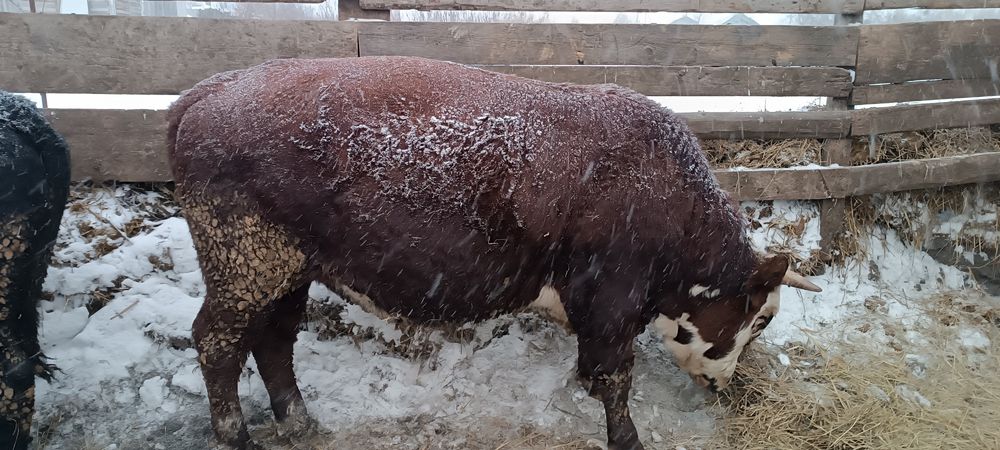 Мясо молодняк бычок