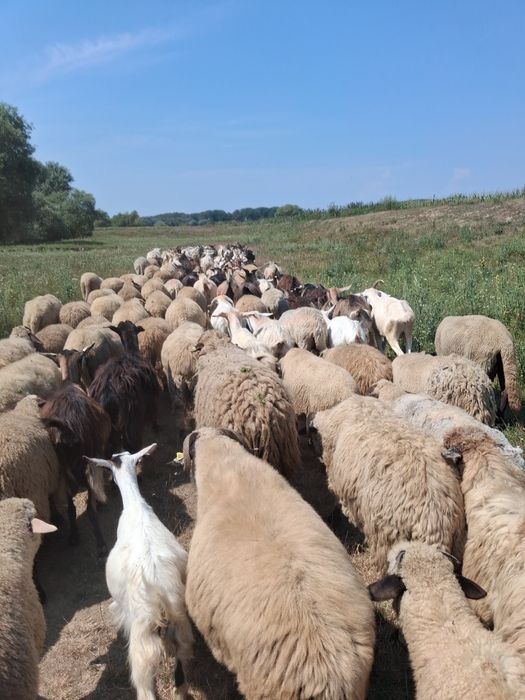 Vând 40 de capre foarte bune de lapte.Se pot vedea,mai multe detalii la numarul de telefon:0731891703