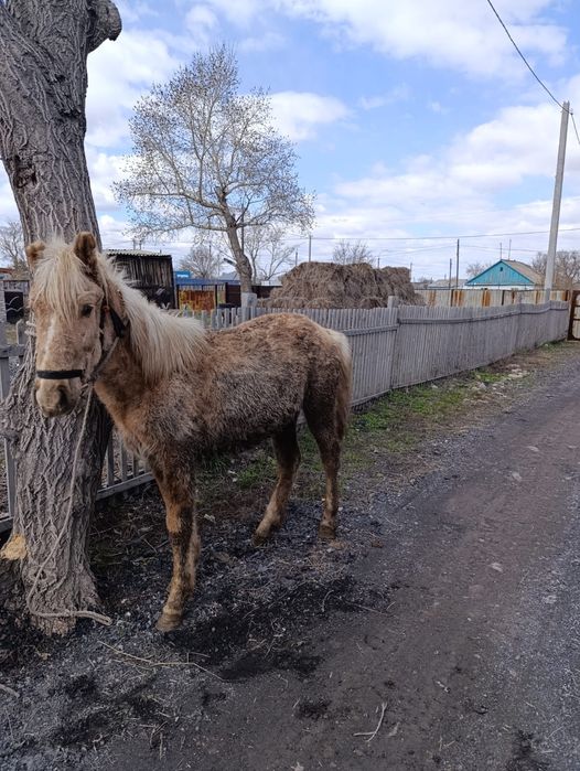 Ассалаумағалейкум міңгі ұрғашы тай
