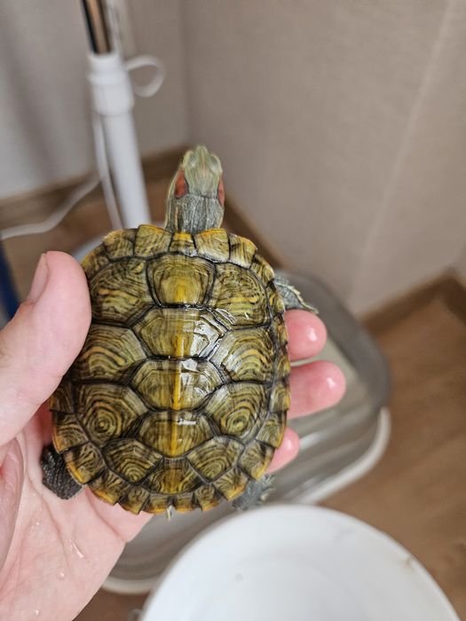 Продаю 2 красноухих черепах