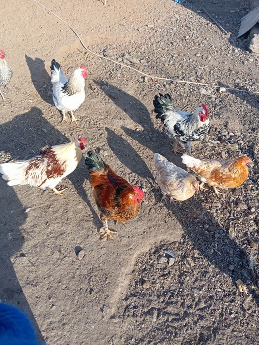 Продам домашних кур
