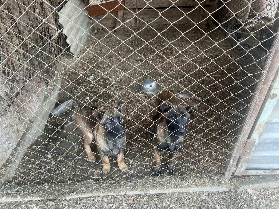 Сатылады кушык белгиски овчарка