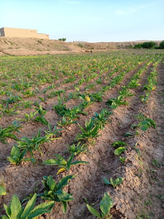 Каврак уруги сотилади